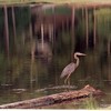 Blue Heron on Lake