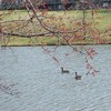 Geese on Lake