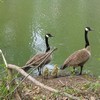 Goose Family