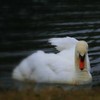 Swan