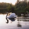 Swan Family